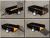 magnum